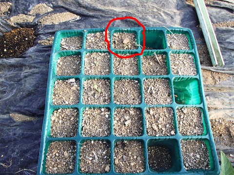 セルトレイシュンギク