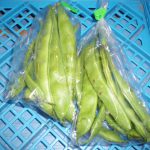 モロッコインゲン