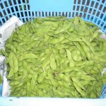 枝豆