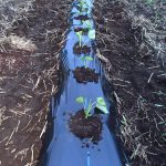 サツマイモの苗