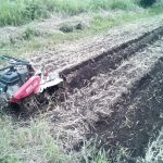 サツマイモ畝立て