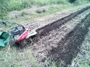 サツマイモ畝立て