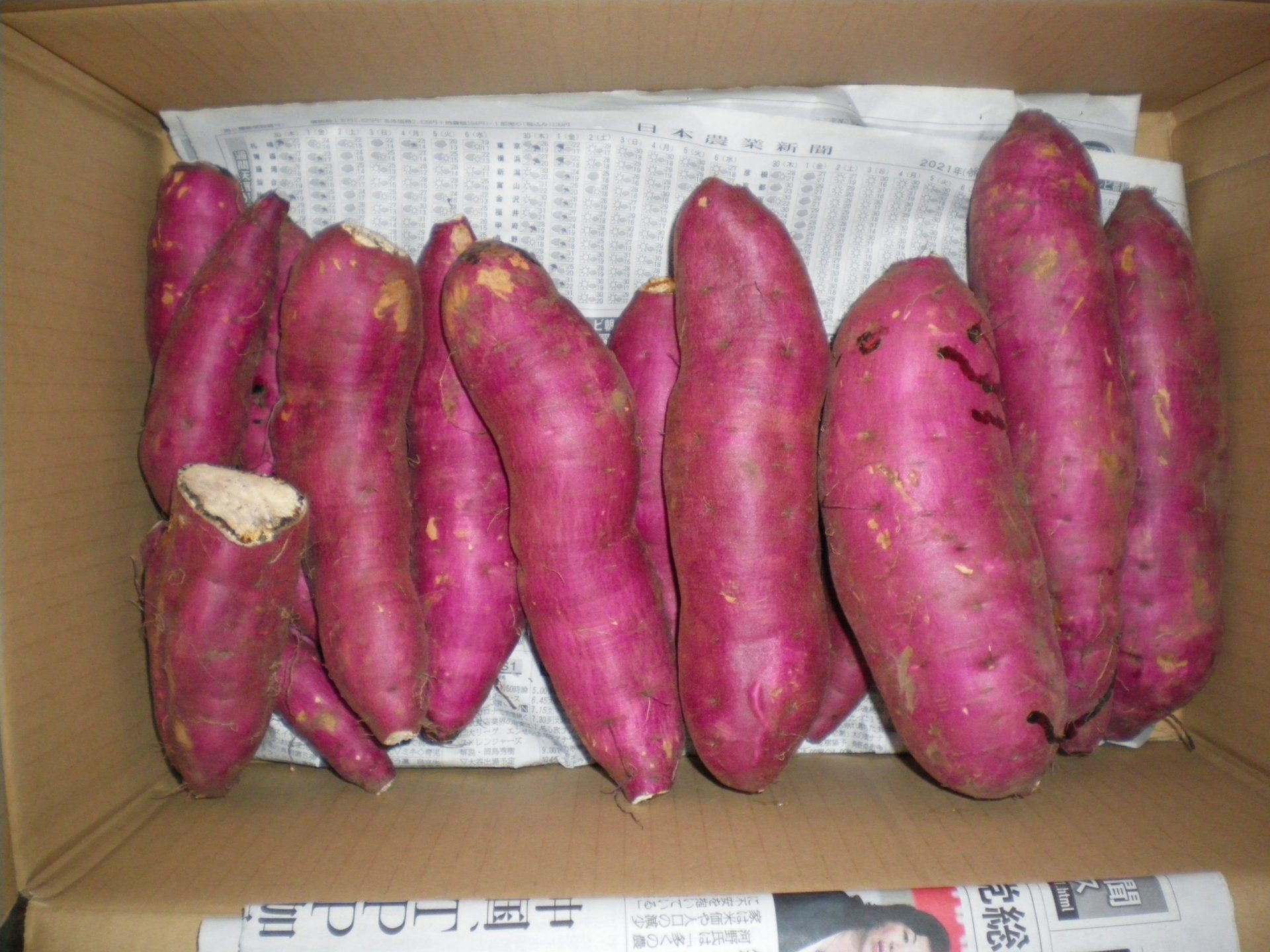 紅はるか試し掘り