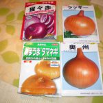 タマネギ種