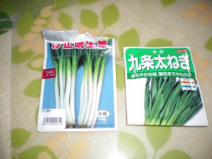 ネギ種蒔き