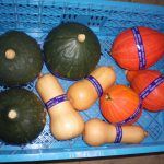 カラフルカボチャ