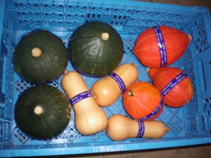 カラフルカボチャ