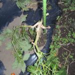 ピーマン折れる