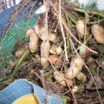 落花生　おおまさり