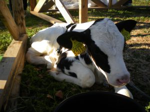 子牛　ブチブチ