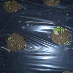 芽が出てこない。