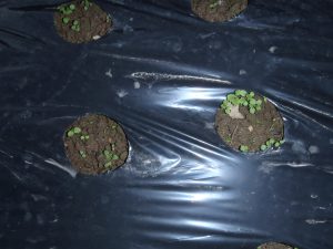 芽が出てこない。