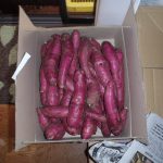 生　サツマイモ