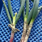 赤ネギ　ネギ坊主