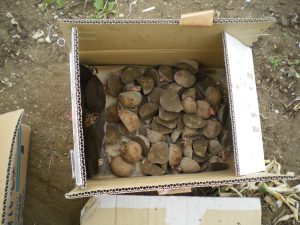 ジャガイモ　カット