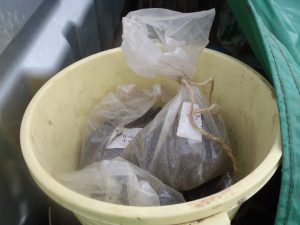 ヘアリーベッチ