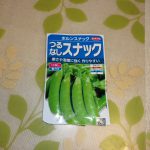 ツル無しエンドウ豆