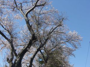 桜　ひたちなか　220407　2