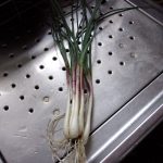 エシャレット　ハウス