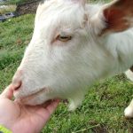 鯉淵学園　山羊　220420