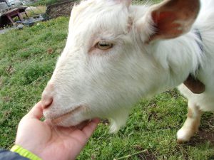 鯉淵学園　山羊　220420