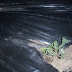 野菜　苗　お見合　苦しい