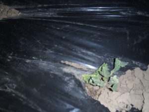 野菜　苗　お見合　苦しい