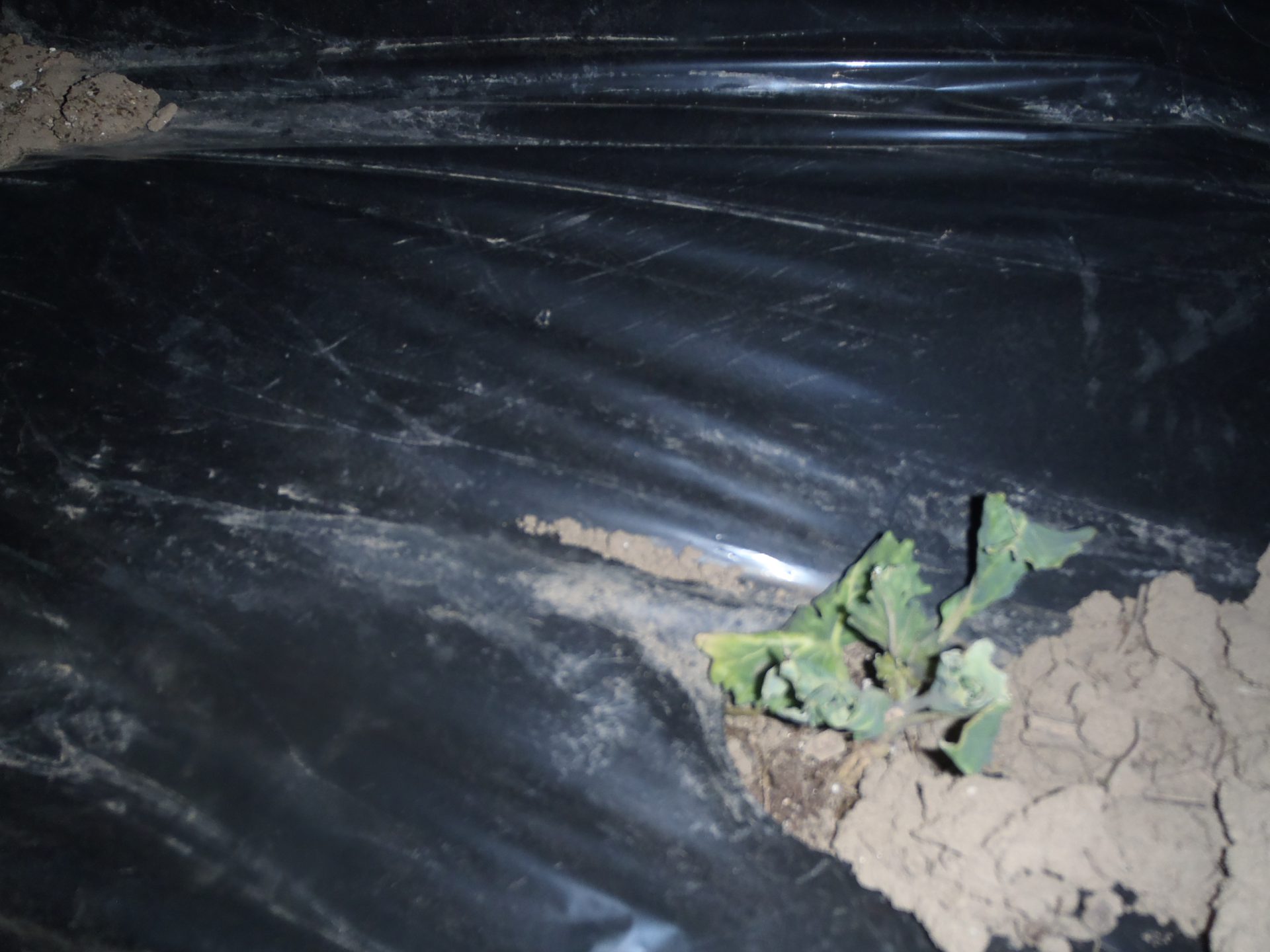 野菜　苗　お見合　苦しい