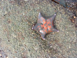 ヒトデ　220506　2