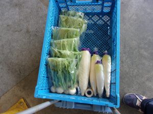 カブ　ダイコン　インフレ