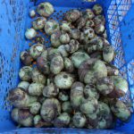 新タマネギ　220519