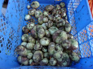 新タマネギ　220519