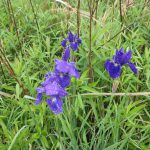 アヤメ　２０２２０５０９