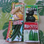 カボチャ　キュウリ　種蒔き