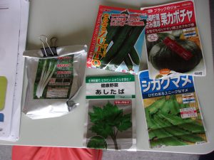 明日葉　シカクマメ　種蒔き