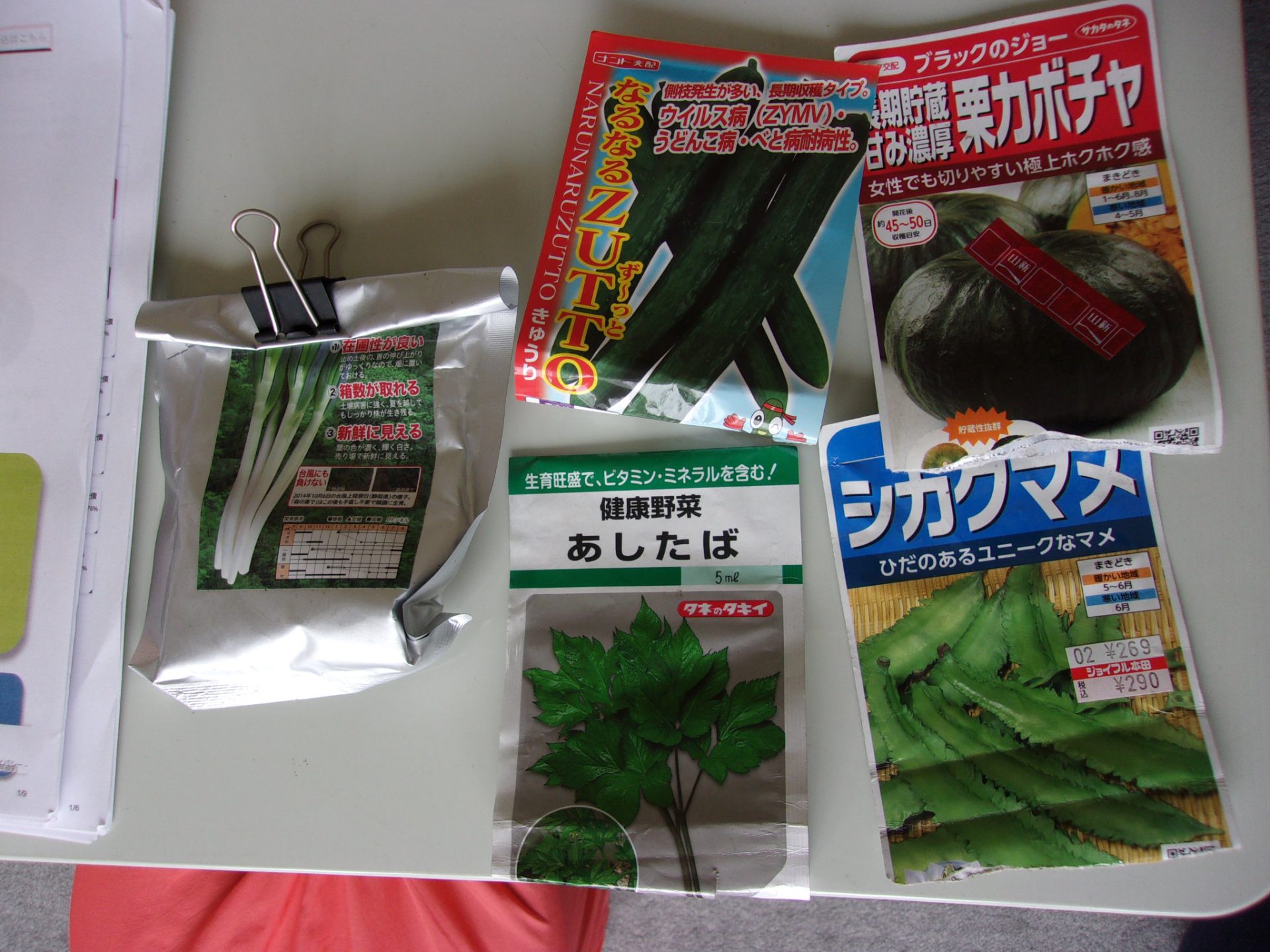 明日葉　シカクマメ　種蒔き