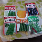 ツルムラサキ　種蒔き