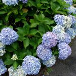 あじさい　花　220717