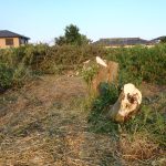 木を切る　220701