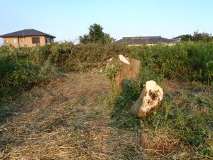 木を切る　220701