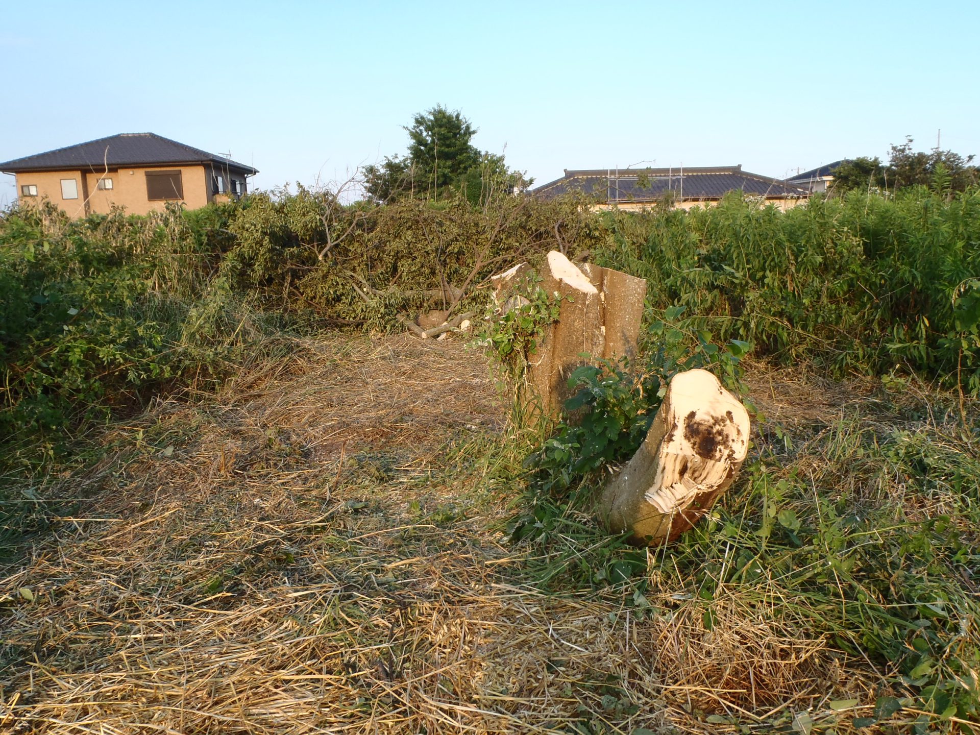 木を切る　220701