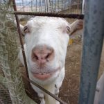 鯉淵学園　ヤギさん　220908