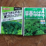 ナバナ　ブロッコリー　種蒔き