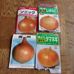 タマネギ　種蒔き　早生　221018