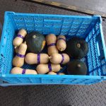 カボチャ　ハロウィン　221028