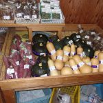 鯉淵学園　イチョウ祭り　学園祭　221112