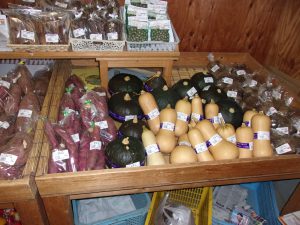 鯉淵学園　イチョウ祭り　学園祭　221112