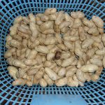 おおまさり　完売　221115