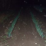 ネギ　土寄せ　221122