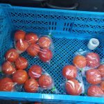 柿　出荷　221127